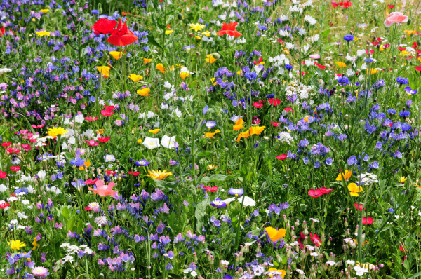 Look out for your Wildflower Seeds
